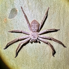 Isopeda villosa (Brown Huntsman Spider) at Depot Beach, NSW - 19 Feb 2025 by Pirom