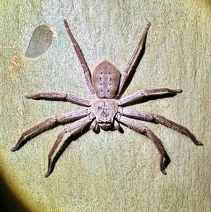 Isopeda villosa at Depot Beach, NSW - 19 Feb 2025 08:55 PM