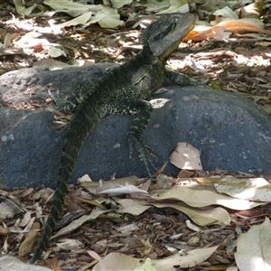 Intellagama lesueurii lesueurii at Bundaberg North, QLD - 6 Nov 2014 by RodDeb