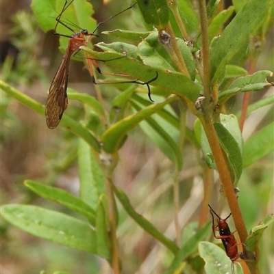 Harpobittacus australis (Hangingfly) at Mount Clear, ACT - 23 Feb 2025 by DavidDedenczuk