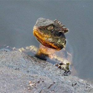 Intellagama lesueurii lesueurii at Bundaberg North, QLD - 10 Nov 2014 by RodDeb