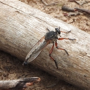 Zosteria sp. (genus) (Common brown robber fly) at Mount Clear, ACT - 23 Feb 2025 by DavidDedenczuk