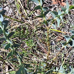 Acacia cultriformis (Knife Leaf Wattle) at Kenny, ACT - 24 Feb 2025 by abread111