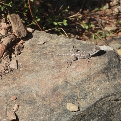 Amphibolurus muricatus (Jacky Lizard) at Oaks Estate, ACT - 22 Feb 2025 by DavidDedenczuk