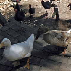 Anas platyrhynchos (Mallard (Domestic Type)) at Bundaberg Central, QLD - 10 Nov 2014 by RodDeb