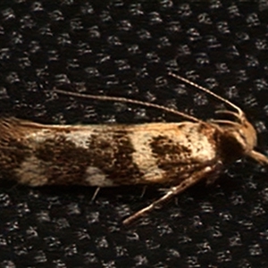 Macrobathra bigerella (Cosmopteriginae) at Rosedale, NSW - 21 Feb 2025 by jb2602