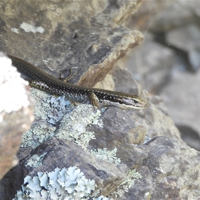 Eulamprus heatwolei (Yellow-bellied Water Skink) at Oaks Estate, ACT - 22 Feb 2025 by DavidDedenczuk