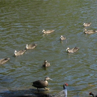 Anas superciliosa (Pacific Black Duck) at Bundaberg North, QLD - 6 Nov 2014 by RodDeb