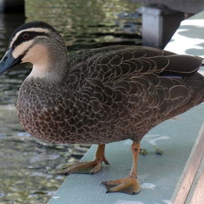 Anas superciliosa (Pacific Black Duck) at Bundaberg Central, QLD - 10 Nov 2014 by RodDeb