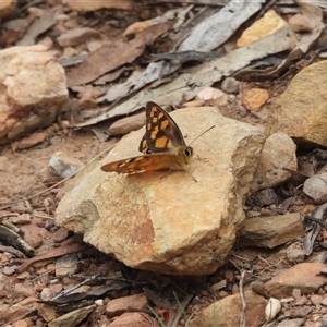 Heteronympha penelope (Shouldered Brown) at Booth, ACT - 23 Feb 2025 by DavidDedenczuk