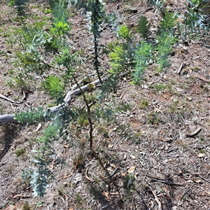 Acacia baileyana (Cootamundra Wattle, Golden Mimosa) at Watson, ACT - 24 Feb 2025 by abread111