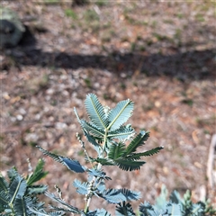 Acacia baileyana at Watson, ACT - 24 Feb 2025 11:04 AM