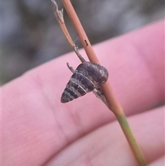 Cochlicella barbara (Small Pointed Snail) by clarehoneydove