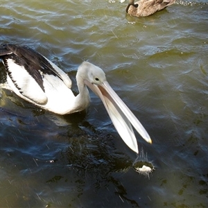 Pelecanus conspicillatus at Bundaberg Central, QLD - 10 Nov 2014 06:34 PM