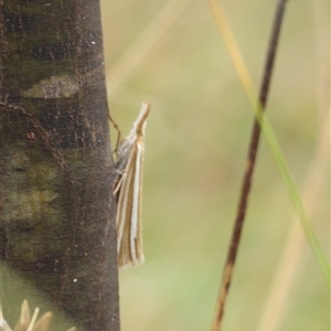 Hednota megalarcha (A Crambid moth) at Booth, ACT - 23 Feb 2025 by DavidDedenczuk