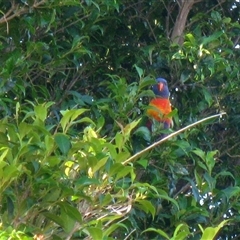 Trichoglossus moluccanus (Rainbow Lorikeet) at Bundaberg North, QLD - 6 Nov 2014 by RodDeb