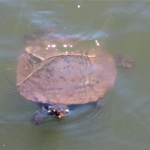 Emydura macquarii kreffti at Bundaberg Central, QLD - 10 Nov 2014 by RodDeb