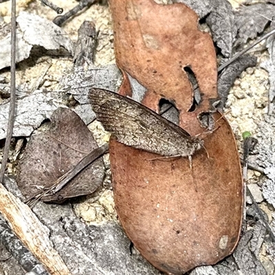 Geitoneura klugii (Marbled Xenica) at Cotter River, ACT - 22 Feb 2025 by KMcCue