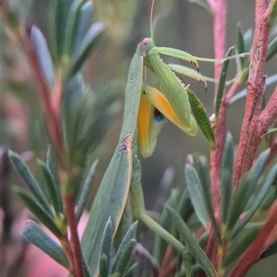 Pseudomantis albofimbriata (False garden mantis) at Bungendore, NSW - 24 Feb 2025 by clarehoneydove