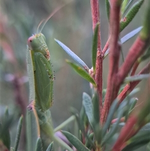 Pseudomantis albofimbriata at Bungendore, NSW - suppressed