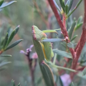 Pseudomantis albofimbriata at Bungendore, NSW - suppressed