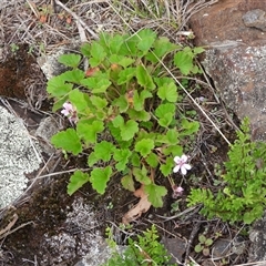 Pelargonium australe (Austral Stork's-bill) at Booth, ACT - 23 Feb 2025 by DavidDedenczuk