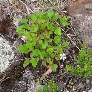 Pelargonium australe at Booth, ACT - 23 Feb 2025 10:32 AM