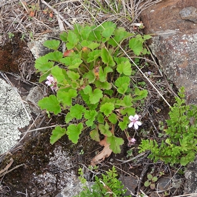 Pelargonium australe (Austral Stork's-bill) at Booth, ACT - 23 Feb 2025 by DavidDedenczuk