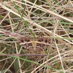 Chrysolarentia vicissata at Booth, ACT - 23 Feb 2025 10:48 AM