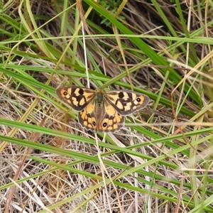 Heteronympha penelope (Shouldered Brown) at Booth, ACT - 23 Feb 2025 by DavidDedenczuk