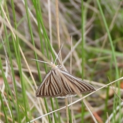 Amelora oritropha (Alpine Striped Cape-moth) at Booth, ACT - 23 Feb 2025 by DavidDedenczuk