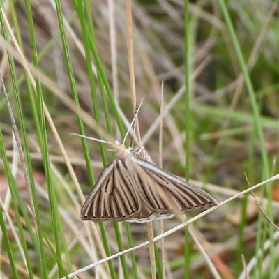 Amelora oritropha (Alpine Striped Cape-moth) at Booth, ACT - 23 Feb 2025 by DavidDedenczuk