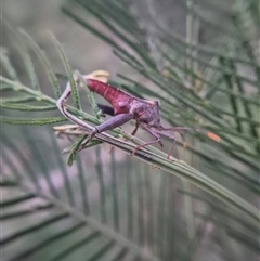 Mictis profana (Crusader Bug) at Bungendore, NSW - 24 Feb 2025 by clarehoneydove