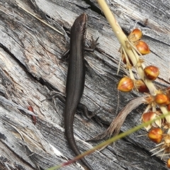 Pseudemoia entrecasteauxii (Woodland Tussock-skink) at Booth, ACT - 23 Feb 2025 by DavidDedenczuk