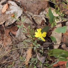 Hibbertia obtusifolia (Grey Guinea-flower) at Booth, ACT - 23 Feb 2025 by DavidDedenczuk