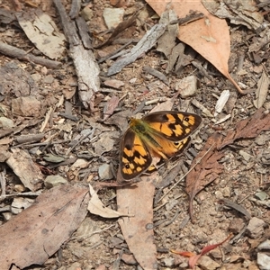 Heteronympha penelope at Mount Clear, ACT - 23 Feb 2025 11:40 AM