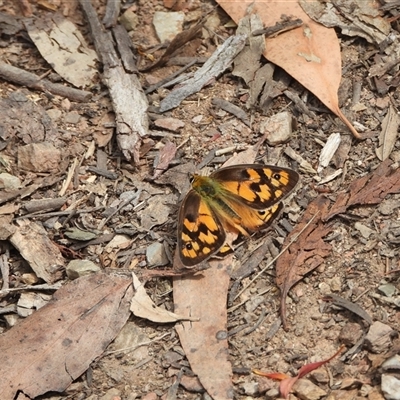 Heteronympha penelope (Shouldered Brown) at Mount Clear, ACT - 23 Feb 2025 by DavidDedenczuk