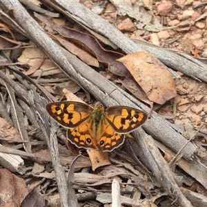 Heteronympha penelope at Mount Clear, ACT - 23 Feb 2025 11:40 AM