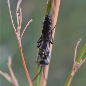 Thynninae (subfamily) (Smooth flower wasp) by clarehoneydove