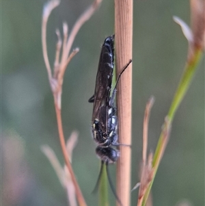 Thynninae (subfamily) at Bungendore, NSW - suppressed