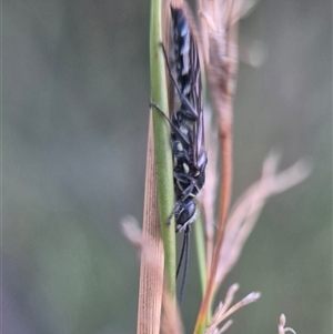 Thynninae (subfamily) at Bungendore, NSW - suppressed