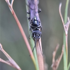 Thynninae (subfamily) at Bungendore, NSW - suppressed