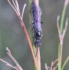 Thynninae (subfamily) at Bungendore, NSW - suppressed