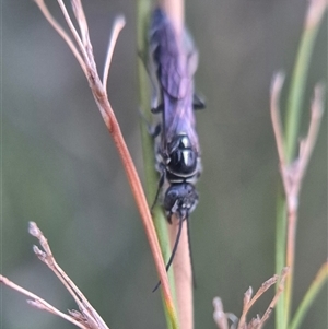 Thynninae (subfamily) at Bungendore, NSW - suppressed