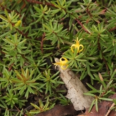 Persoonia chamaepeuce (Dwarf Geebung) at Mount Clear, ACT - 23 Feb 2025 by DavidDedenczuk