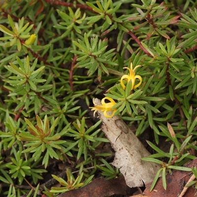 Persoonia chamaepeuce (Dwarf Geebung) at Mount Clear, ACT - 23 Feb 2025 by DavidDedenczuk