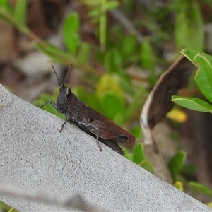 Goniaea opomaloides (Mimetic Gumleaf Grasshopper) at Mount Clear, ACT - 23 Feb 2025 by DavidDedenczuk