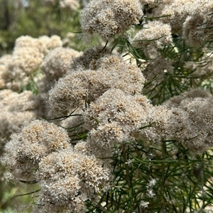 Ozothamnus thyrsoideus (Sticky Everlasting) at Cotter River, ACT - 22 Feb 2025 by KMcCue