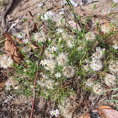 Vittadinia muelleri (Narrow-leafed New Holland Daisy) at Lyneham, ACT - 23 Feb 2025 by MPhillips