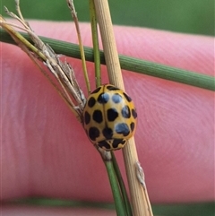 Harmonia conformis (Common Spotted Ladybird) at Bungendore, NSW - 24 Feb 2025 by clarehoneydove